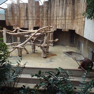 Exhibit for Bornean Orangutan