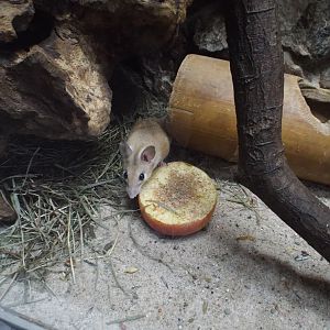 Crete Spiny Mouse (Acomys minous) at Zoo Krefeld - February 6th 2018