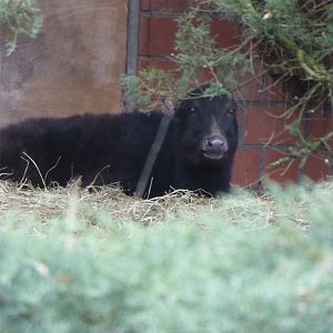 Mountain Anoa (Bubalus quarlesi) at Zoo Krefeld - February 6th 2018