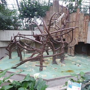 Exhibit for Bornean Orangutan