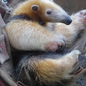 Paraguayan Tamandua (Tamandua tetradactyla straminea) at Zoo Krefeld - February 6th 2018