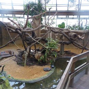 Exhibit for Paraguayan Tamandua