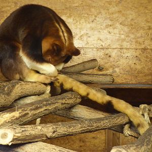 Goodfellow's Tree Kangaroo (Dendrolagus goodfellowi buergersi) at Zoo Krefeld - February 6th 2018
