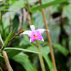 Bamboo Orchid