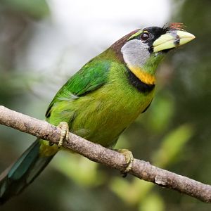 Fire-tufted Barbet
