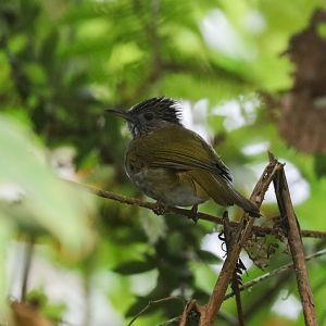 Mountain Bulbul