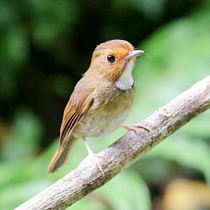 Rufous-browed Flycatcher