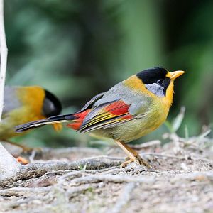 Silver-eared Mesia