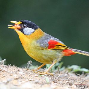 Silver-eared Mesia