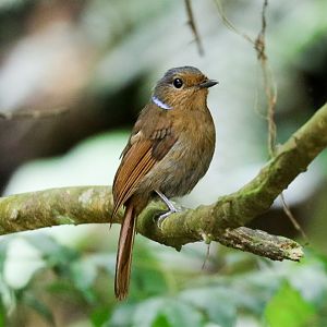 Large Niltava female