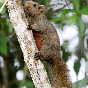 Red-bellied (Pallas') Squirrel