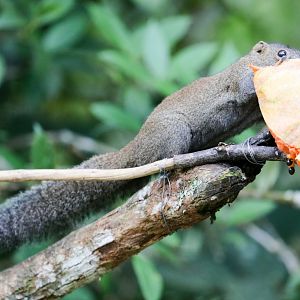 Grey-bellied Squirrel