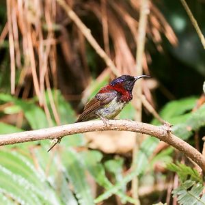 Black-throated Sunbird