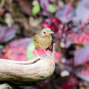 Buff-bellied Warbler