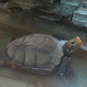 impressed tortoise (Manouria impressa)