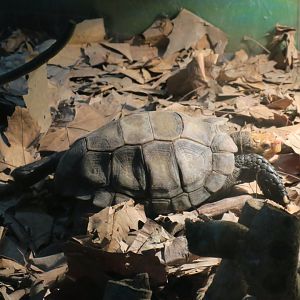 impressed tortoise (Manouria impressa)