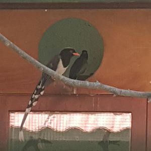 Red billed blue magpie