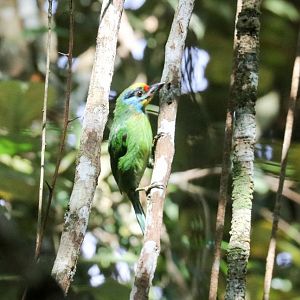 Black-browed Barbet
