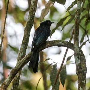 Bronze Drongo