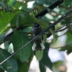 White-chinned Fantail