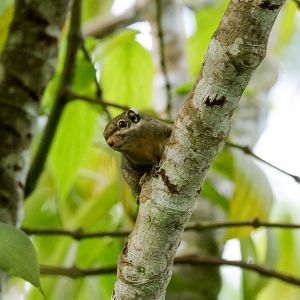 Himalayan Three-striped Squirrel
