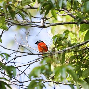 Grey-chinned Minivet