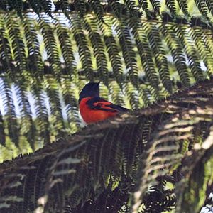 Grey-chinned Minivet