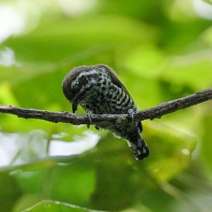Speckled Piculet