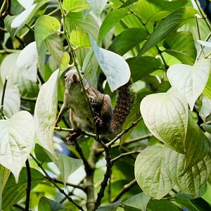 Montane Slender Squirrel