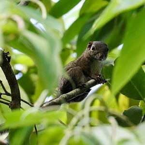 Montane Slender Squirrel