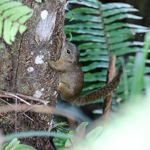 Montane Slender Squirrel