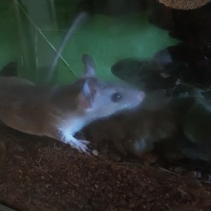 Anatolian (?) spiny mouse