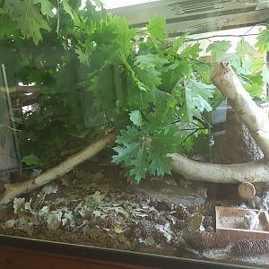 Spiny mouse enclosure