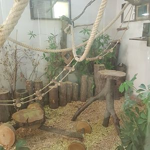 Geoffroys marmoset enclosure