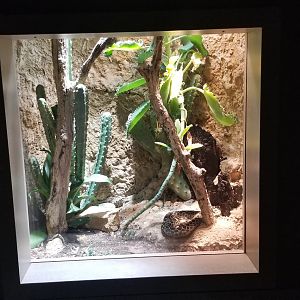 Mar. 2018 - Unseen New World - Mexican Lancehead Exhibit