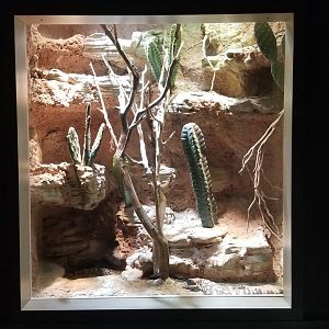 Mar. 2018 - Unseen New World - Gila Monster Exhibit