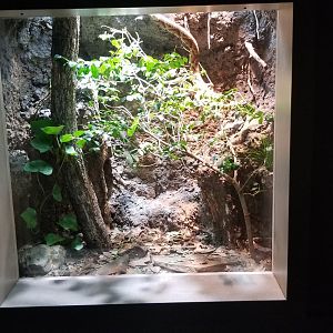 Mar. 2018 - Unseen New World - Northern Copperhead Exhibit