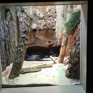 Mar. 2018 - Unseen New World - Indigo Snake Exhibit