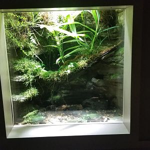 Mar. 2018 - Unseen New World - Tiger Salamander Exhibit