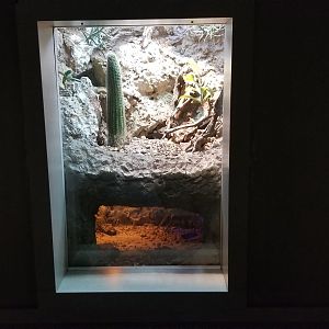 Mar. 2018 - Unseen New World - Giant Whip Scorpion Exhibit