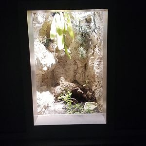 Mar. 2018 - Unseen New World - Mexican Redknee Tarantula