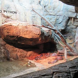 Lied Jungle - Blood Python Exhibit