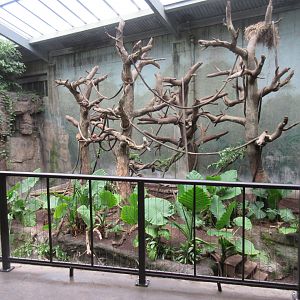 Lied Jungle - Malayan Tapir/Francois Langur Exhibit