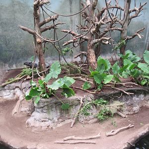 Lied Jungle - Malayan Tapir/Francois Langur Exhibit