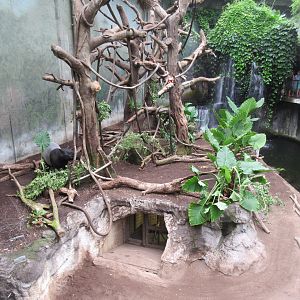 Lied Jungle - Malayan Tapir/Francois Langur Exhibit