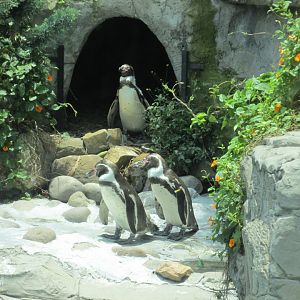 humboldt´s penguins