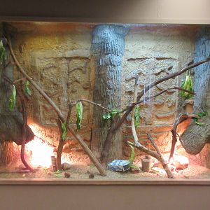 Insect Pavilion - Eastern Lubber Grasshopper/Giant Asian Mantis Exhibit