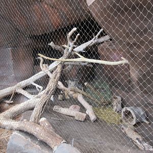 Desert Dome - African Wild Cat Exhibit