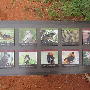 Desert Dome - Free Flying Birds