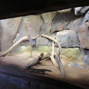 Desert Dome - Perentie Exhibit